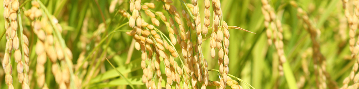 日本の米文化を見直しましょう